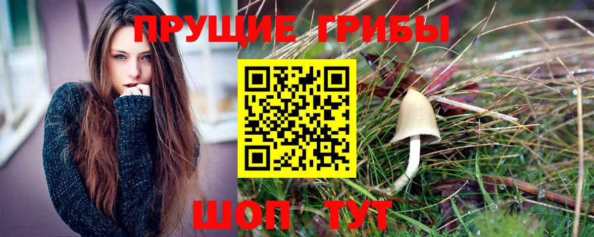 Псилоцибиновые грибы GOLDEN TEACHER Кисловодск